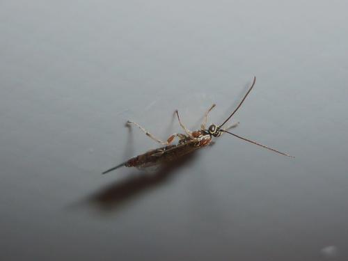 Réf. 244 749 : Tromatobia lineatoria